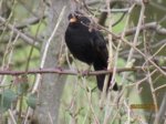 Amsel IMG_1279.JPG