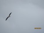 Storch IMG_1258.JPG