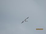Storch IMG_1259.JPG