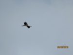 Storch IMG_1260.JPG