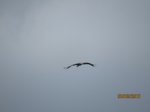 Storch IMG_1261.JPG