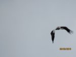 Storch IMG_1262.JPG