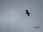 Storch IMG_1264.JPG