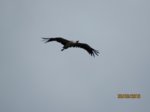 Storch IMG_1265.JPG