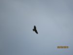 Bussard IMG_1256.JPG