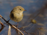 M1020461_DxO_2016-04-02_Rotschwanz-Weibchen_Kopf_HGT.jpg