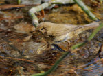M1020479_DxO_2016-04-02_Rotschwanz-Weibchen_Baden_HGT.jpg