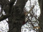 Buntspecht IMG_1477.JPG