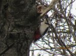 Buntspecht IMG_1478.JPG