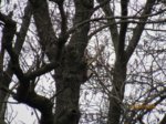 Buntspecht IMG_1479.JPG