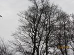 Buntspecht IMG_1480.JPG