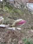 IMG_9916.JPG