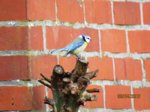 Blaumeise IMG_1606.JPG