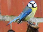Blaumeise IMG_1608.JPG