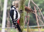 Buntspecht IMG_1669.JPG