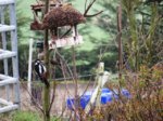 Buntspecht IMG_1672.JPG