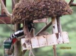 Buntspecht IMG_1674.JPG