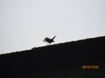 Amsel IMG_1596.JPG
