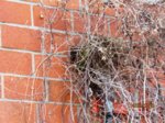 Amselnest IMG_1695.JPG