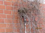Amselnest IMG_1697.JPG