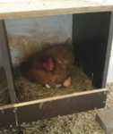 huhn.jpg