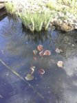 IMG-20160422-WA0004.jpg IMG-20160422-WA0004.jpg