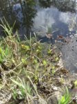 IMG-20160422-WA0006.jpg IMG-20160422-WA0006.jpg