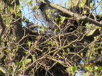 Rabenkrähe Nest IMG_2262.JPG Rabenkrähe Nest IMG_2262.JPG