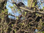 Rabenkrähe Nest IMG_2277.JPG Rabenkrähe Nest IMG_2277.JPG