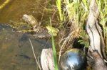 20160506_090242.jpg 20160506_090242.jpg