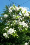 20160508_131227.jpg 20160508_131227.jpg