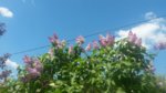 20160508_141656.jpg 20160508_141656.jpg