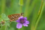 M5130615_2016-05-13_Gelbwürfelige-Dickkopffalter_Carterocephalus-palaemon_HGT.JPG M5130615_2016-05-13_Gelbwürfelige-Dickkopffalter_Carterocephalus-palaemon_HGT.JPG