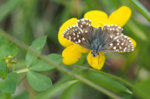 M5130632_2016-05-13_Roter-Würfel-Dickkopffalter_Spialia-sertorius_Draufsicht.JPG