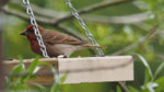 M1150476_2016-05-15_Cassin-Gimpel_Carpodacus-cassinii_HGT.JPG