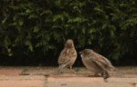 Spatzen_Jungvogel_Altvogel_Eltern_bettelt um Futter_900.JPG