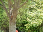 DSCN3096.JPG