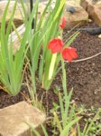 2014.08.30 Sumpfgladiole Schizostylus coccinea `Major`.jpg