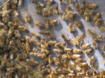 Bienen IMG_2637.JPG