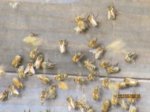 Bienen IMG_2641.JPG