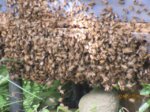 Bienen IMG_2642.JPG