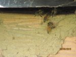 Bienen IMG_2644.JPG