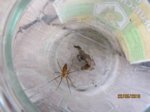 Spinne IMG_2647.JPG