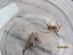 Spinne IMG_2648.JPG