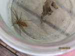 Spinne IMG_2649.JPG