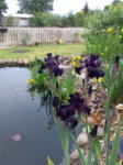 IMG_20160524_194014.jpg