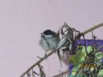 Tyri IMG_2780.JPG