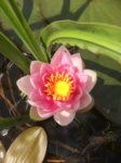 Nymphaea Gloriosa 2015.06.04 009.jpg