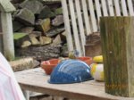 Blaumeise IMG_2676.JPG