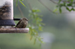 M1170629_2016-05-17_Erlenzeisig-Weibchen.JPG